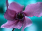 Belajar Bahasa Inggris: Purple flower